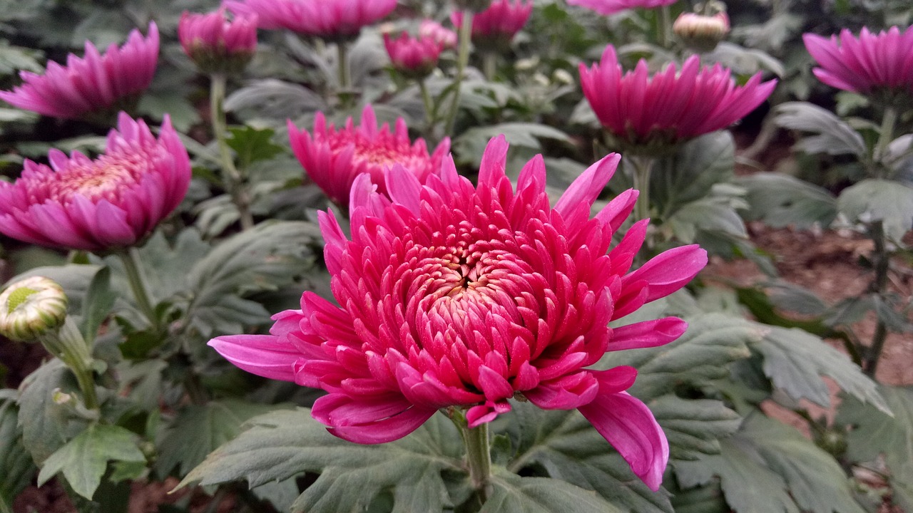 重阳节，传统与现代交融的庆祝盛宴