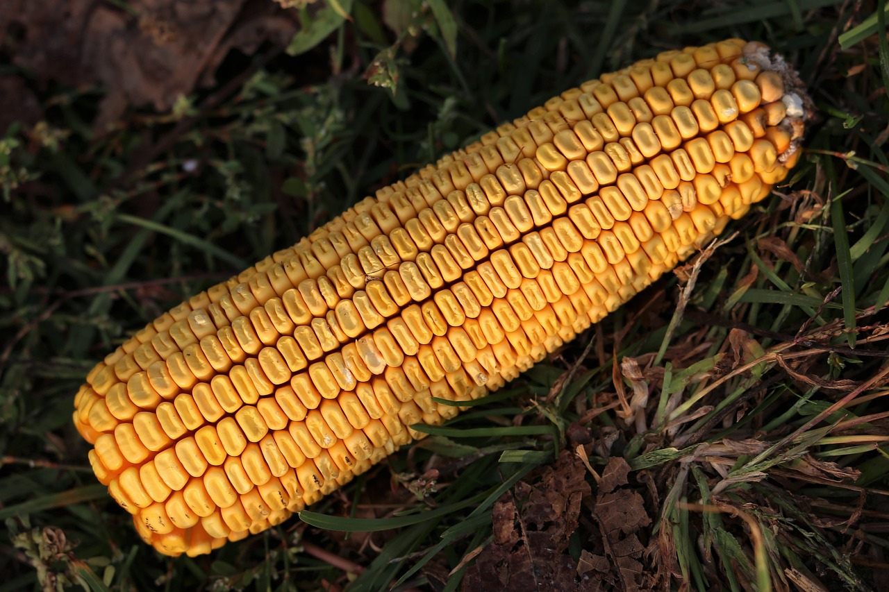 玉米今日最新价格行情报告