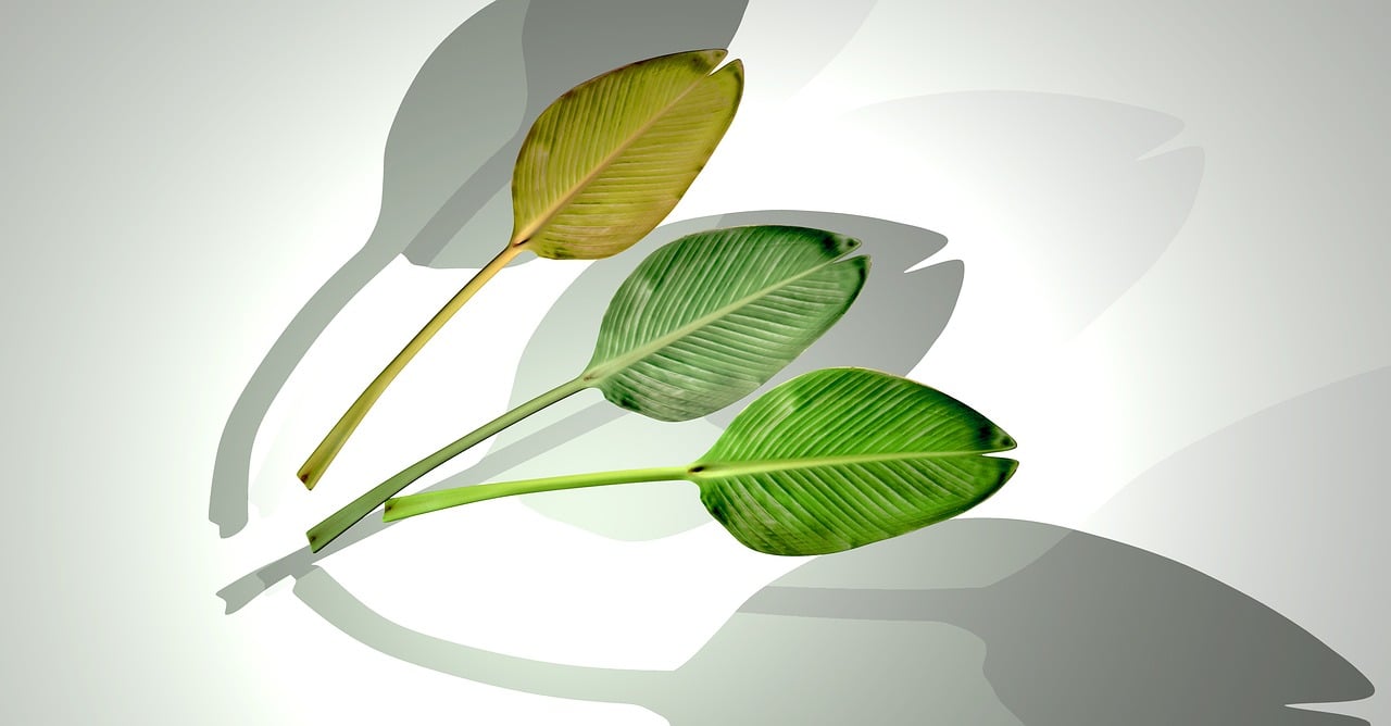 嘉兴接轨上海,最新动态与新闻速递